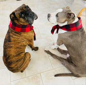 Fur Friends Enjoy their Wintertime Scarfs