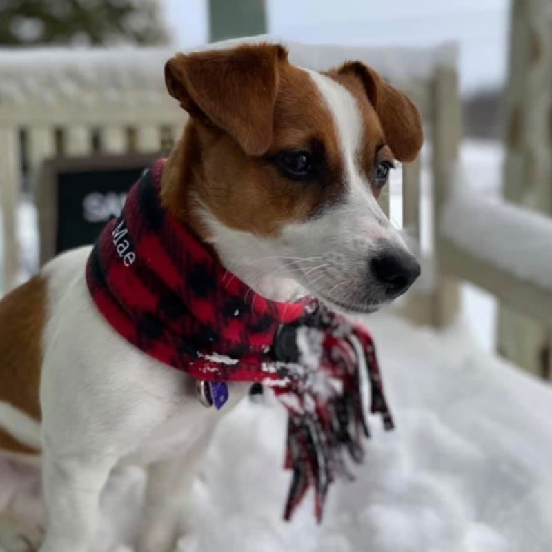 Winter Stylin' Pooches!