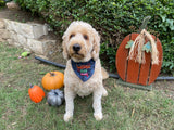 Spooky Doodle Embroidered Halloween Customized Bandana for Pets